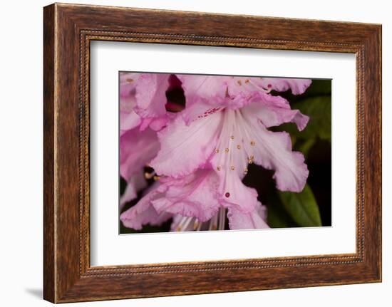 Rhododendron flower, anthers and red stigma visible, UK-Heather Angel-Framed Photographic Print