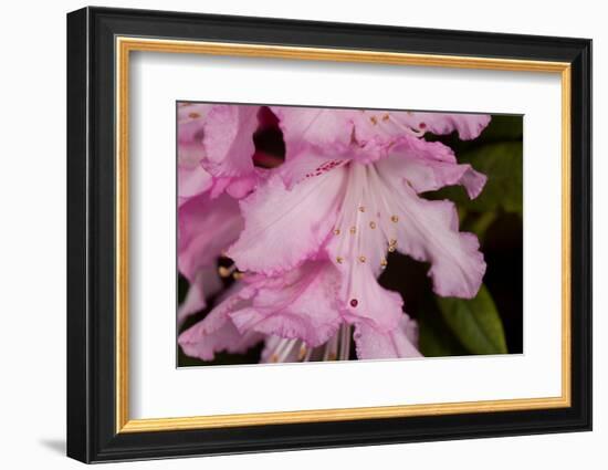 Rhododendron flower, anthers and red stigma visible, UK-Heather Angel-Framed Photographic Print