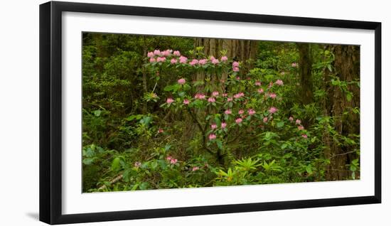 Rhododendron Flowers and Redwood Trees in a Forest, Del Norte Coast Redwoods State Park-null-Framed Photographic Print