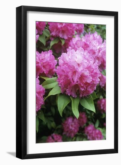 Rhododendron Flowers (Rhododendron Sp.)-Maxine Adcock-Framed Photographic Print
