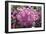 Rhododendron Flowers-Dr. Keith Wheeler-Framed Photographic Print