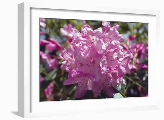 Rhododendron Flowers-Dr. Keith Wheeler-Framed Photographic Print