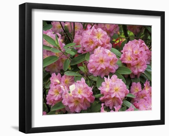 Rhododendron Garden, Portland, Oregon, USA-Adam Jones-Framed Photographic Print