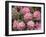 Rhododendron Garden, Portland, Oregon, USA-Adam Jones-Framed Photographic Print