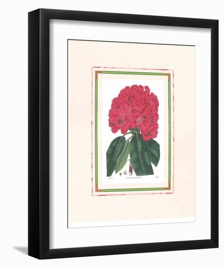 Rhododendron I-null-Framed Art Print