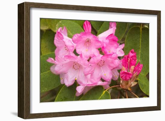 Rhododendron I-George Johnson-Framed Photo