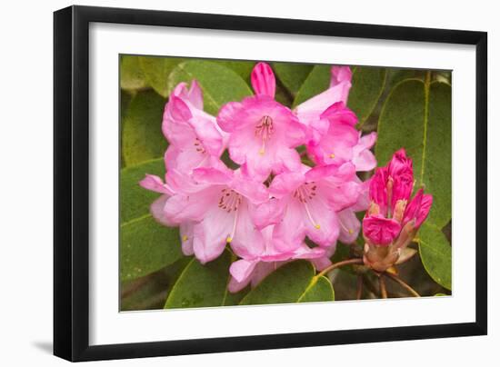 Rhododendron I-George Johnson-Framed Photo