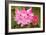 Rhododendron I-George Johnson-Framed Photo