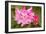 Rhododendron I-George Johnson-Framed Photo