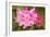 Rhododendron I-George Johnson-Framed Photo