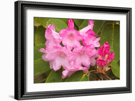 Rhododendron I-George Johnson-Framed Photo