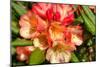 Rhododendron II-George Johnson-Mounted Photo