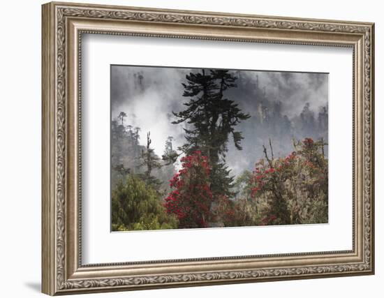 Rhododendron in bloom in the forests of Paro Valley, Bhutan-Art Wolfe-Framed Photographic Print