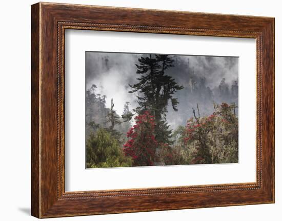 Rhododendron in bloom in the forests of Paro Valley, Bhutan-Art Wolfe-Framed Photographic Print