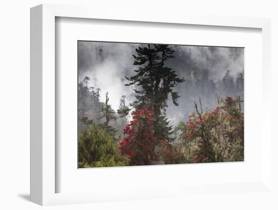 Rhododendron in bloom in the forests of Paro Valley, Bhutan-Art Wolfe-Framed Photographic Print