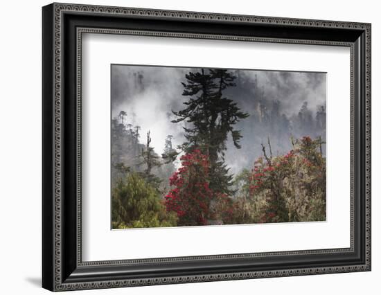 Rhododendron in bloom in the forests of Paro Valley, Bhutan-Art Wolfe-Framed Photographic Print