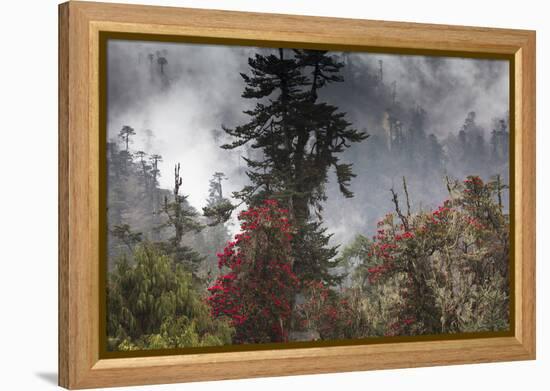 Rhododendron in bloom in the forests of Paro Valley, Bhutan-Art Wolfe-Framed Premier Image Canvas