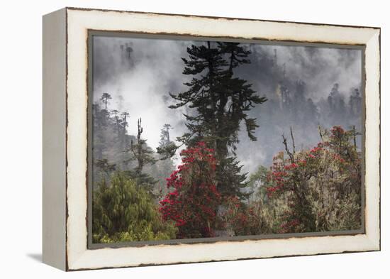 Rhododendron in bloom in the forests of Paro Valley, Bhutan-Art Wolfe-Framed Premier Image Canvas