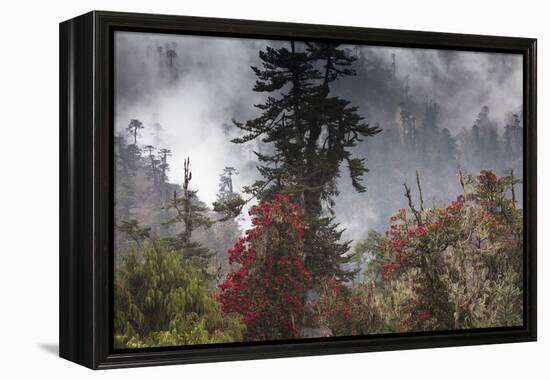 Rhododendron in bloom in the forests of Paro Valley, Bhutan-Art Wolfe-Framed Premier Image Canvas