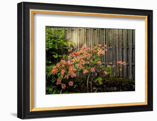 Rhododendron, Portland Japanese Garden.-Michel Hersen-Framed Photographic Print