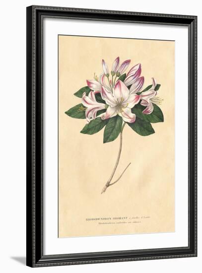 Rhododendron Vintage-Wild Apple Portfolio-Framed Art Print