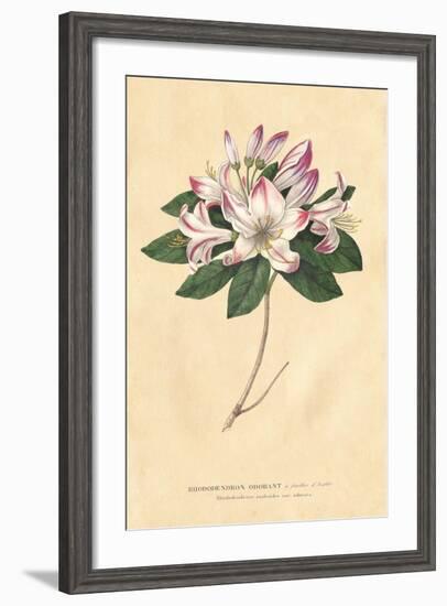 Rhododendron Vintage-Wild Apple Portfolio-Framed Art Print