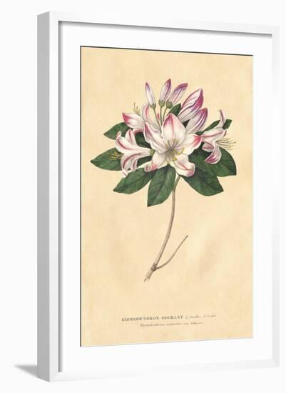 Rhododendron Vintage-Wild Apple Portfolio-Framed Art Print