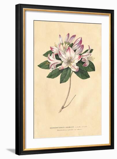 Rhododendron Vintage-Wild Apple Portfolio-Framed Art Print