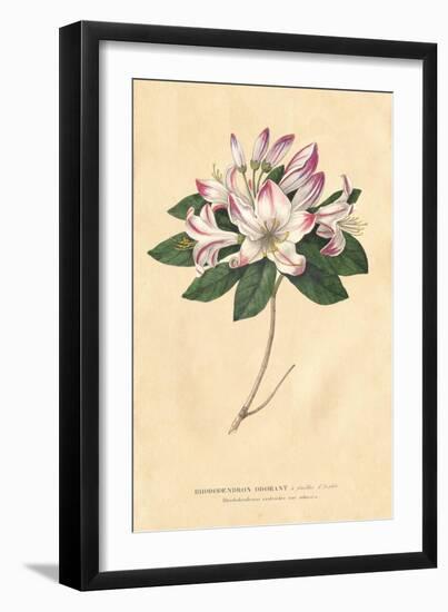 Rhododendron Vintage-Wild Apple Portfolio-Framed Art Print