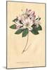 Rhododendron Vintage-Wild Apple Portfolio-Mounted Art Print