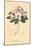 Rhododendron Vintage-Wild Apple Portfolio-Mounted Art Print