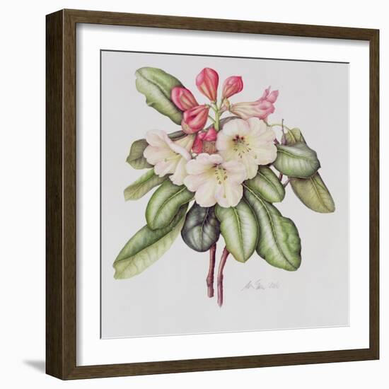 Rhododendron (W/C on Paper)-Margaret Ann Eden-Framed Giclee Print