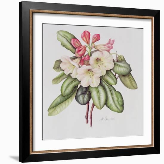 Rhododendron (W/C on Paper)-Margaret Ann Eden-Framed Giclee Print