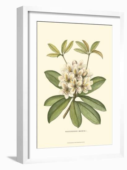 Rhododendron-null-Framed Art Print