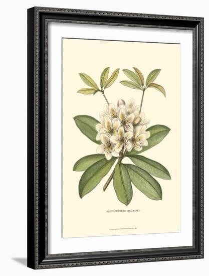 Rhododendron-null-Framed Art Print