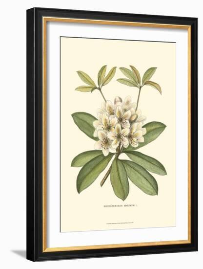 Rhododendron-null-Framed Art Print