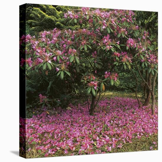 Rhododendron-Bent Rej-Framed Stretched Canvas
