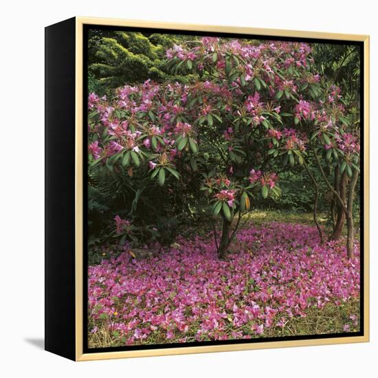 Rhododendron-Bent Rej-Framed Stretched Canvas