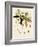 Rhododendron-John Nugent Fitch-Framed Giclee Print