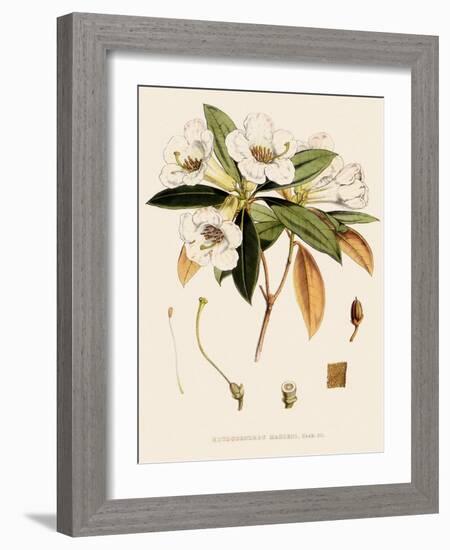 Rhododendron-John Nugent Fitch-Framed Giclee Print