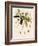 Rhododendron-John Nugent Fitch-Framed Giclee Print