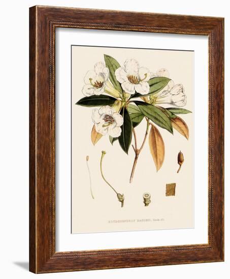 Rhododendron-John Nugent Fitch-Framed Giclee Print