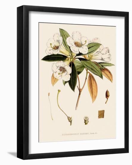 Rhododendron-John Nugent Fitch-Framed Giclee Print