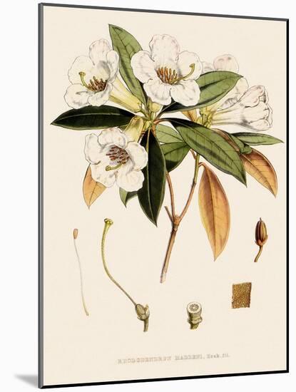 Rhododendron-John Nugent Fitch-Mounted Giclee Print