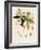 Rhododendron-John Nugent Fitch-Framed Giclee Print