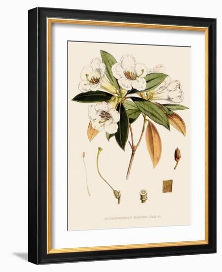 Rhododendron-John Nugent Fitch-Framed Giclee Print