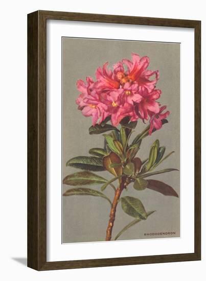 Rhododendron-null-Framed Art Print