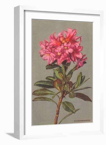 Rhododendron-null-Framed Art Print