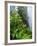 Rhododendrons and Ferns at Base of Redwood-Darrell Gulin-Framed Photographic Print