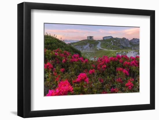 Rhododendrons at Segnes Hutte at sunrise, Unterer Segnesboden, Flims, Switzerland-Francesco Bergamaschi-Framed Photographic Print